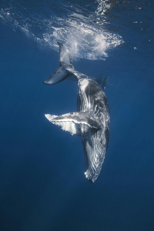 巨鲸落,万物生.humpback whale