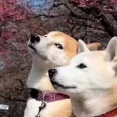 情头x狗狗
