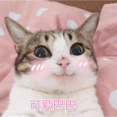 表情包哟～猫