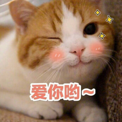 表情包哟～猫 爱你哟