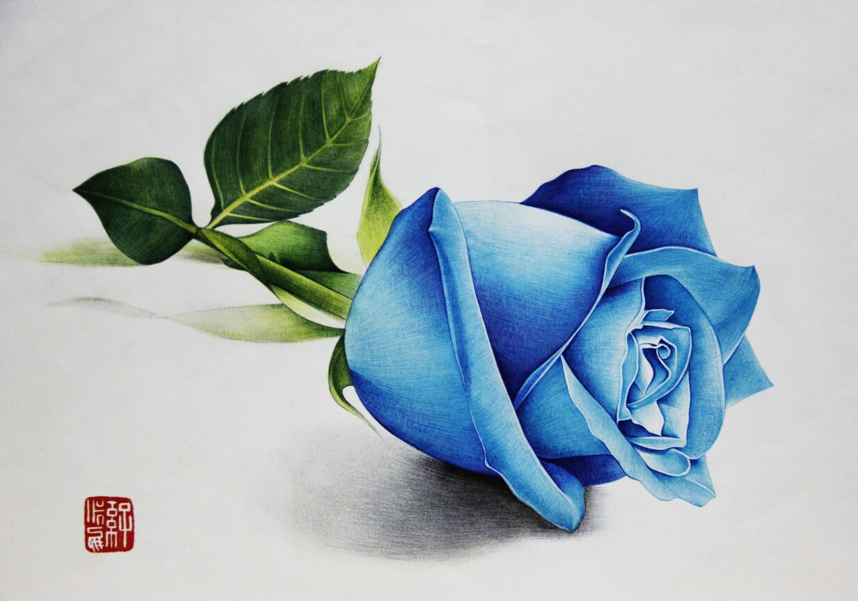 彩铅 蓝玫瑰