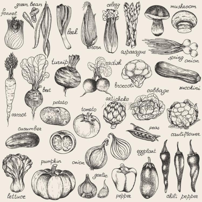 矢量手绘复古蔬菜植物线稿图图标icon简笔画矢量设计素材ai21