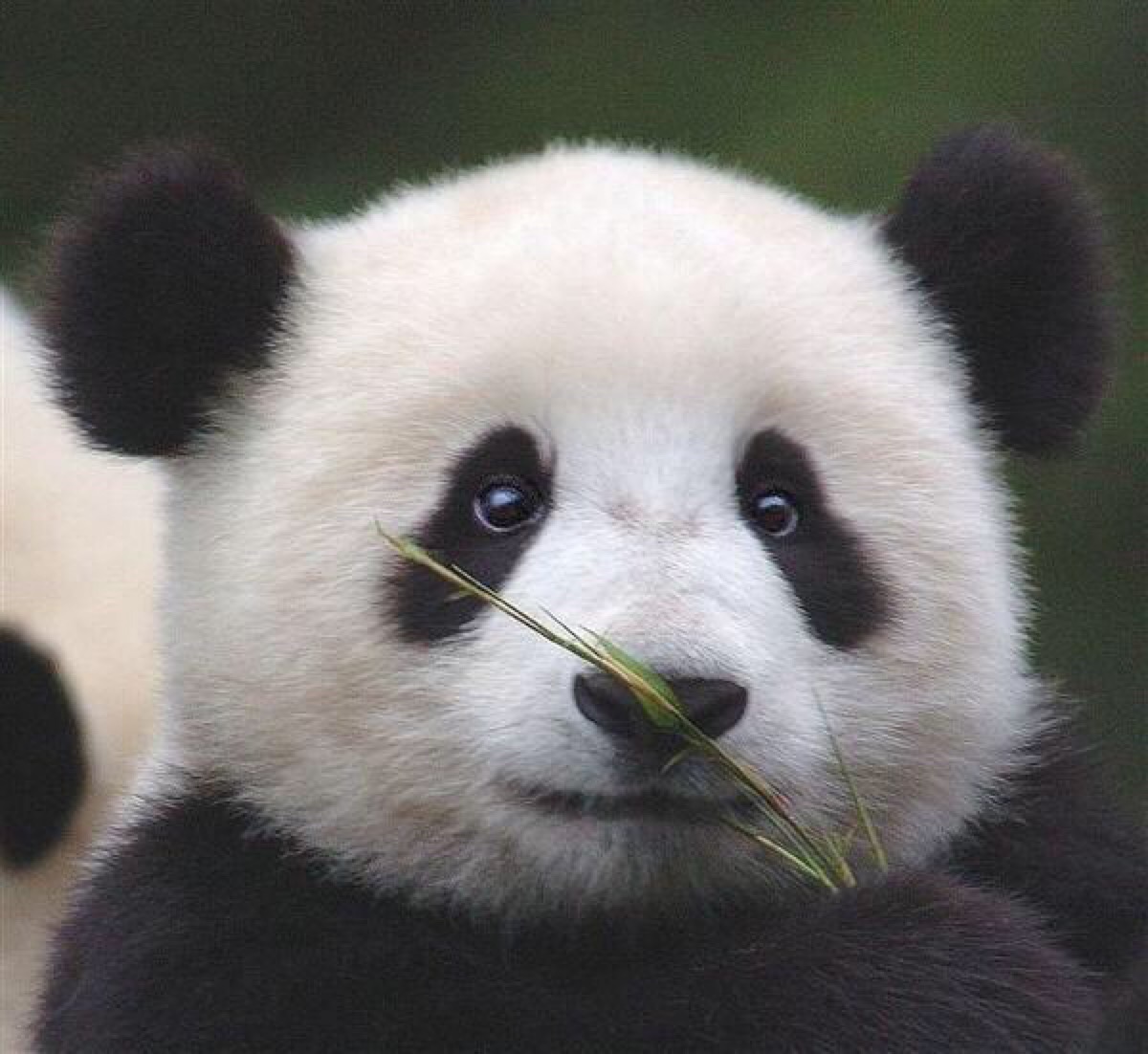 大熊猫福宝 - 高清图片，堆糖，美图壁纸兴趣社区