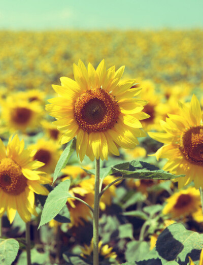 在阳光,雨露下成长的向日葵啊,象征着朝气蓬勃,热情,愿你永远拥抱着