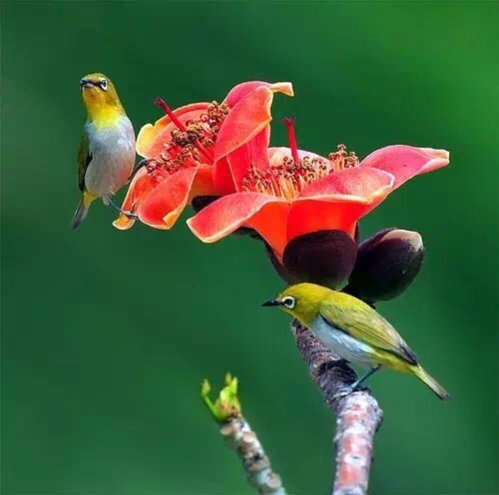 花鸟