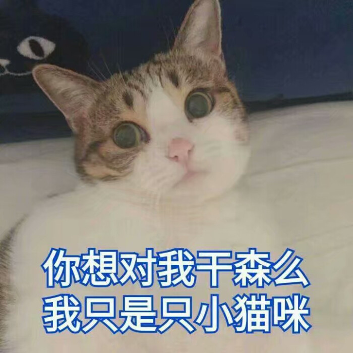 小可爱表情包