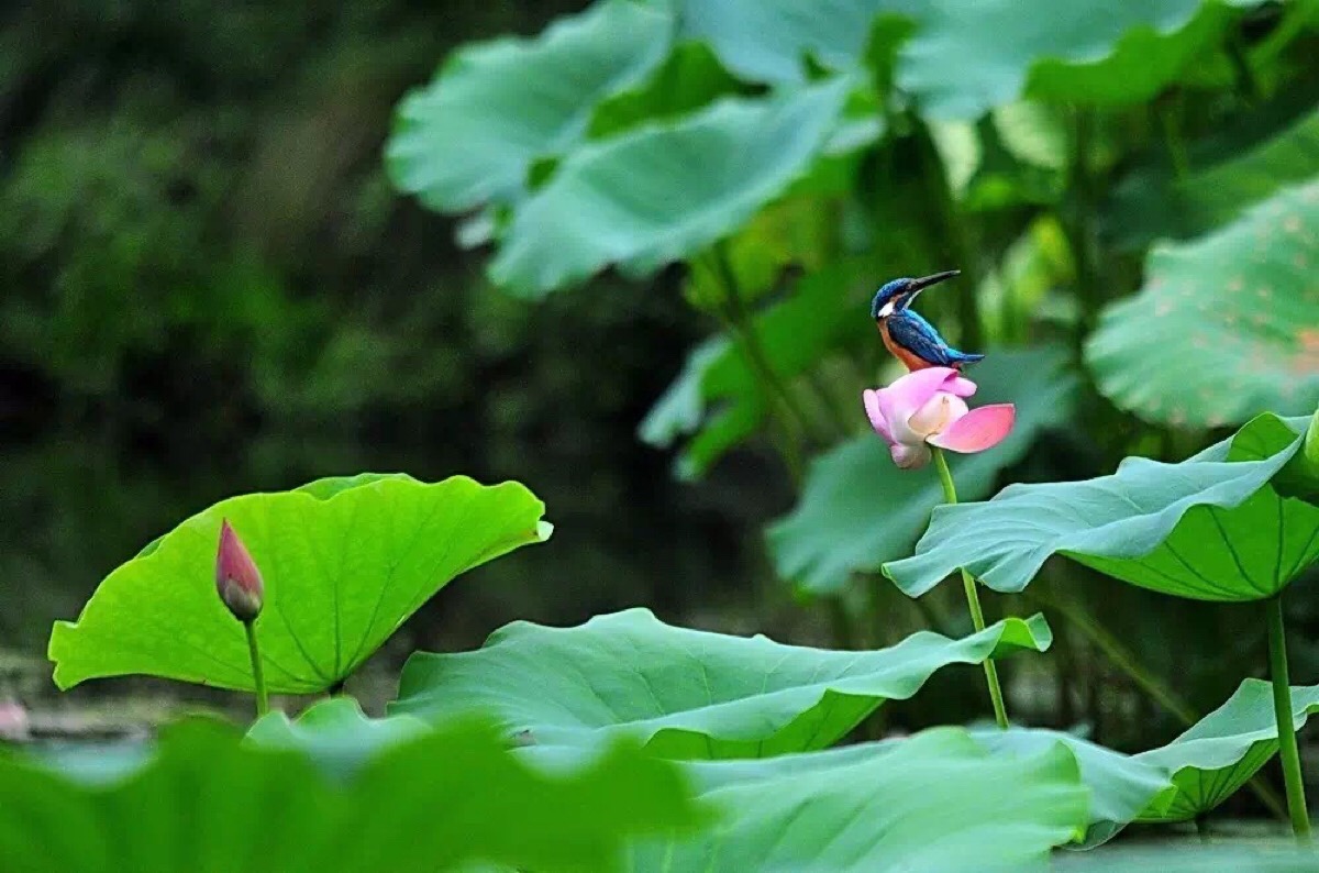 花鸟