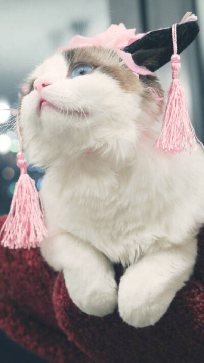 情侣壁纸,可爱壁纸.微信聊天壁纸.猫咪.