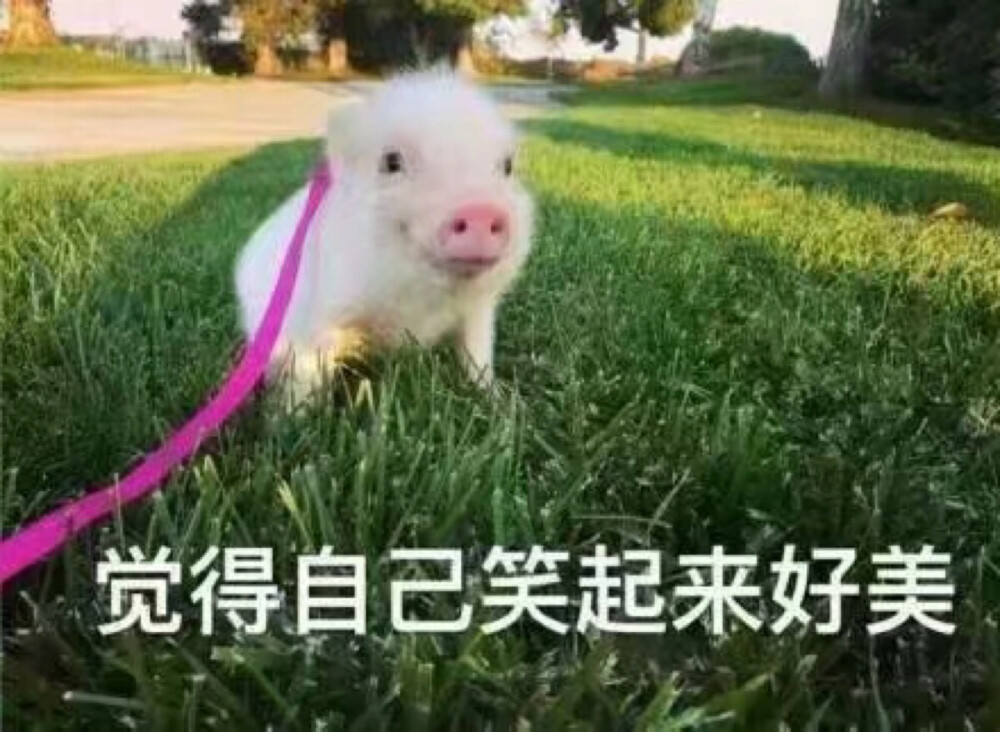小猪表情包 可爱 日常吸猪