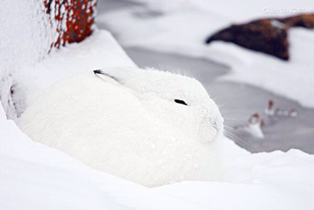 北极兔,雪兔
