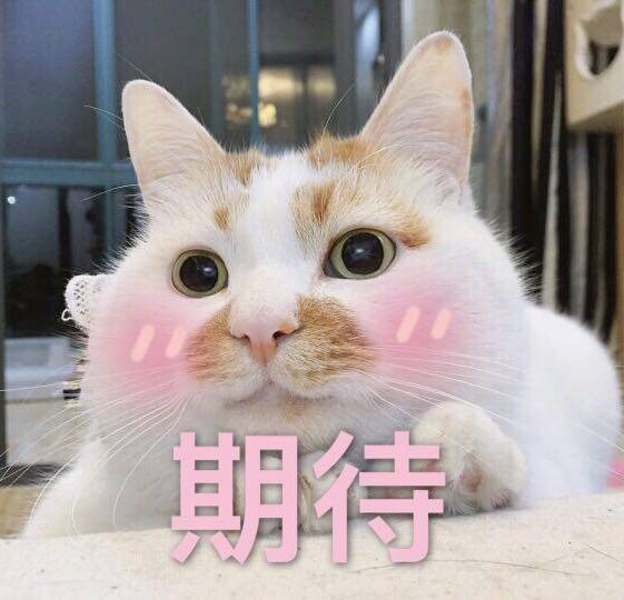 来源 微博 猫咪表情包