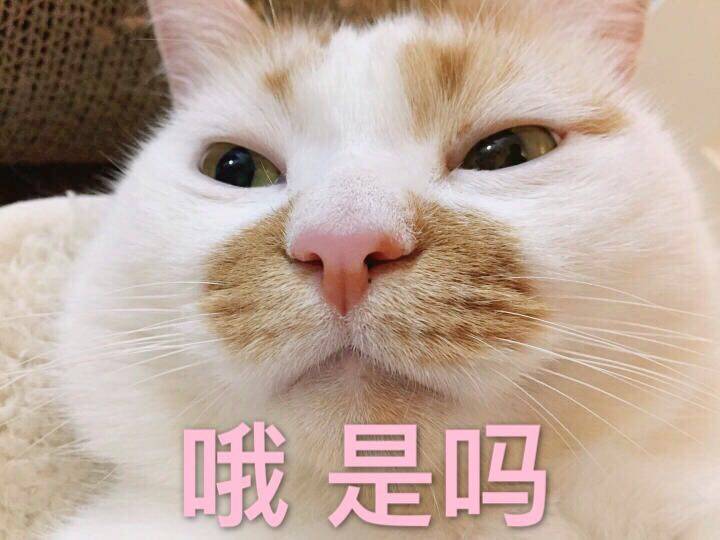 来源 微博 猫咪表情包