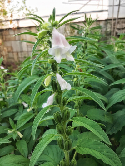 芝麻开花节节高