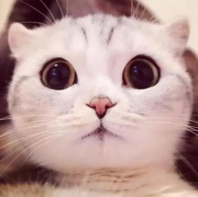 大眼猫表情包