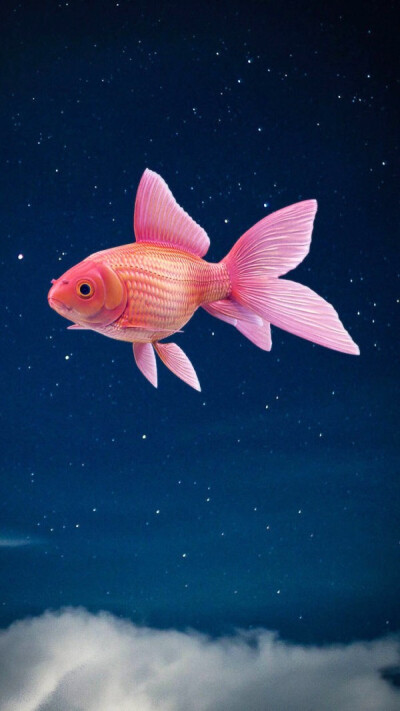 壁纸 金鱼 一天到晚游泳的鱼