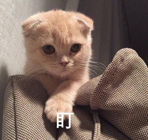 猫猫喵盯表情包