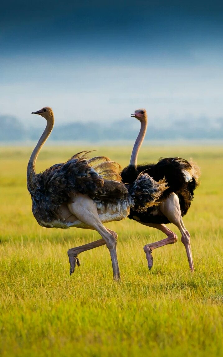 非洲鸵鸟,是世界上最大的一种鸟类.