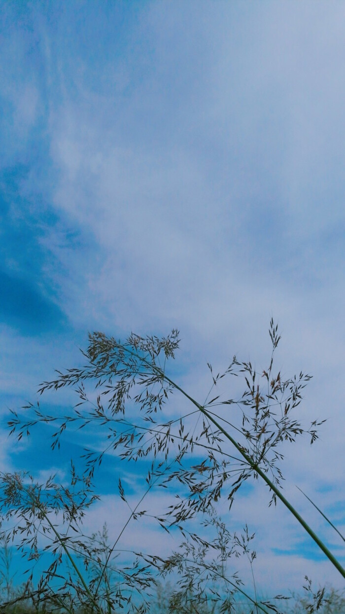草原 天空 风景 壁纸 全景 蓝天 白云