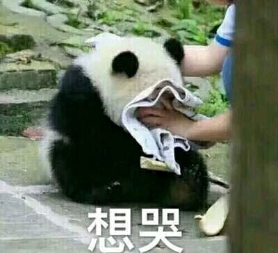 表情包 熊猫想哭