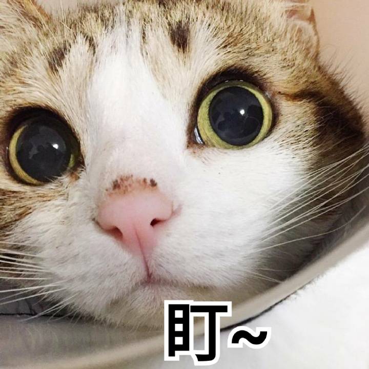 猫咪表情包