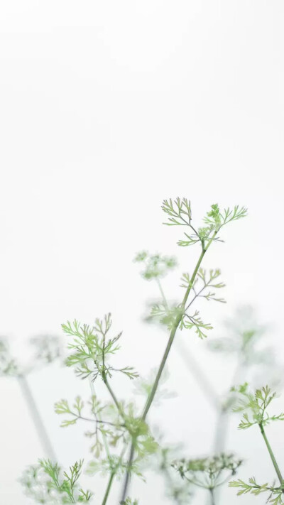 清新日系植物简约摄影