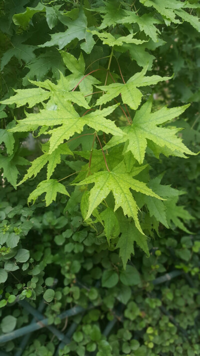 绿色 护眼 壁纸 植物 枫叶 日常一拍