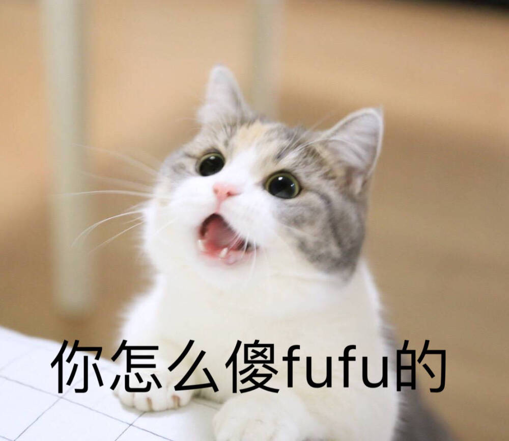 猫咪表情包萌萌哒你怎么傻乎乎的