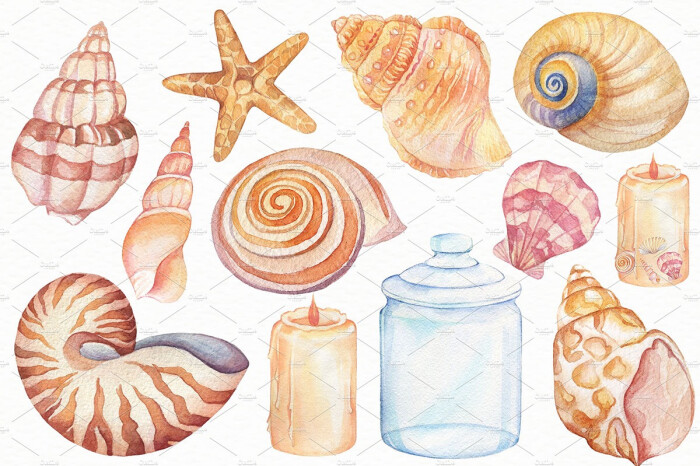 手账素材 水彩手绘 贝壳海螺