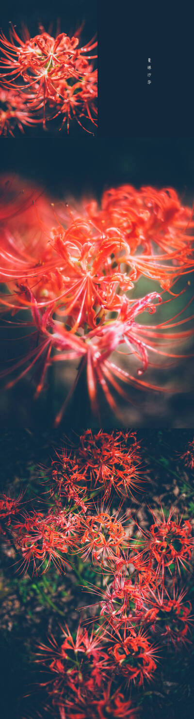 【彼岸花折纸】佛家语,荼蘼是花季最后盛开的花,开到荼蘼花事了,只剩