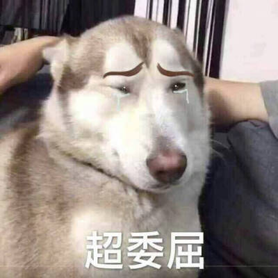 超委屈 狗狗表情包