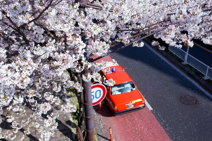 日本 樱花 街道 摄影