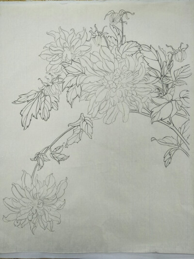 白描作品之大丽花