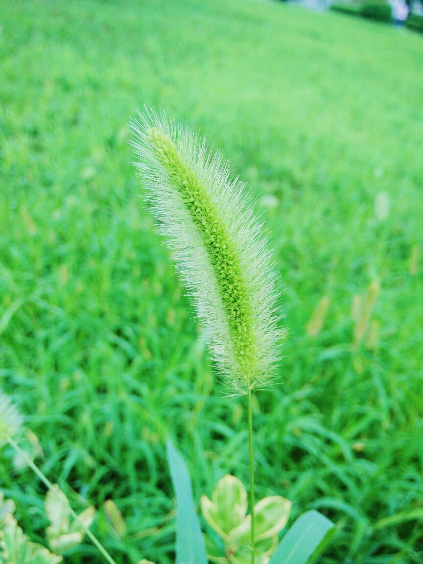 狗尾巴草,属于夏天的颜色