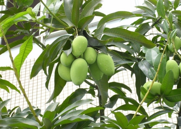 关注  美食 植物 芒果 水果 评论 收藏