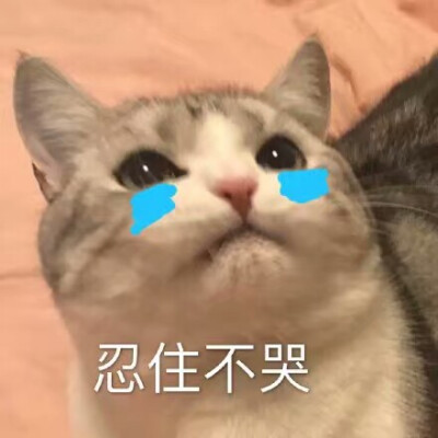 猫咪表情包