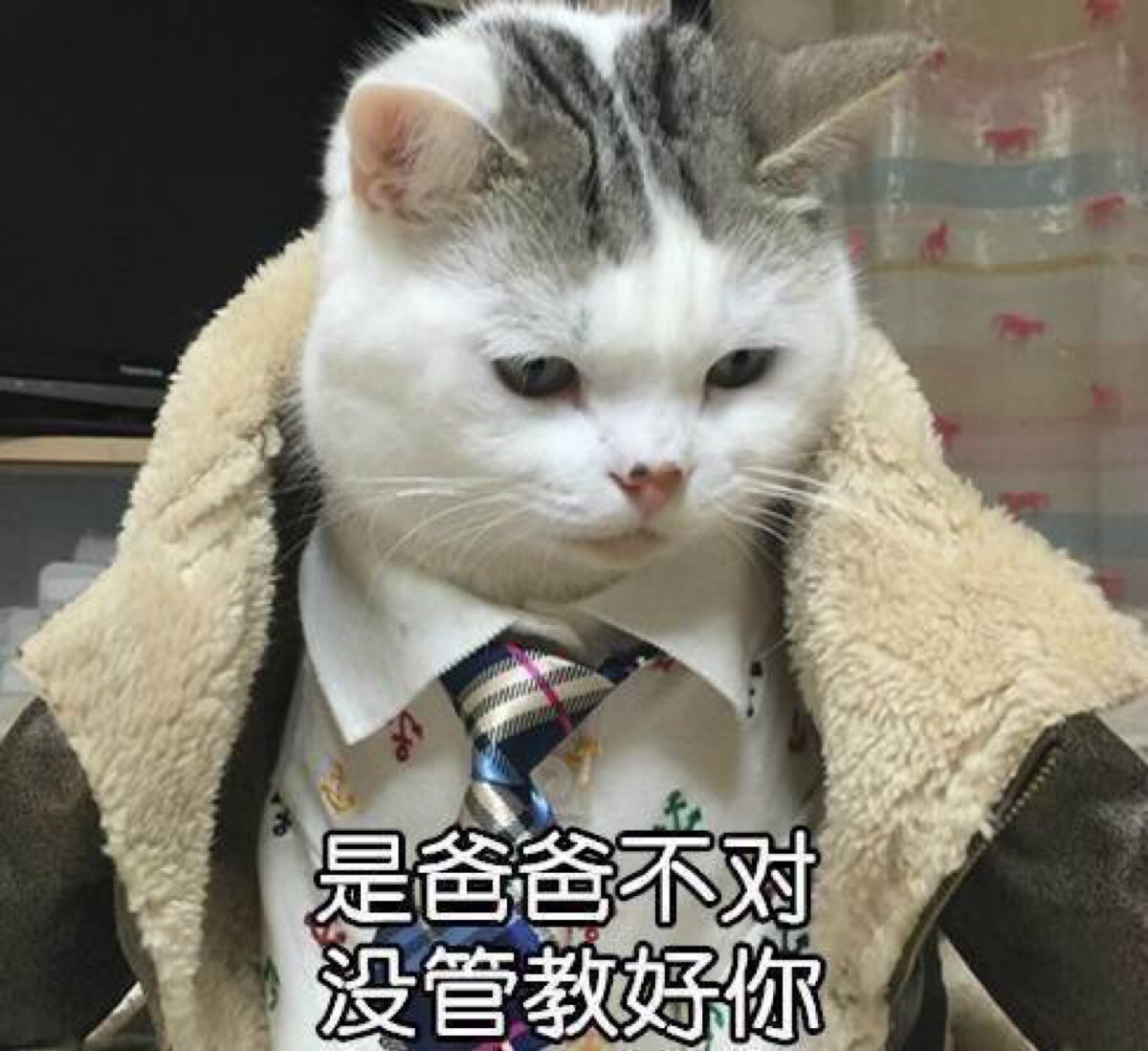 猫 表情包