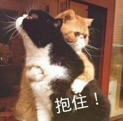 猫咪探头表情包