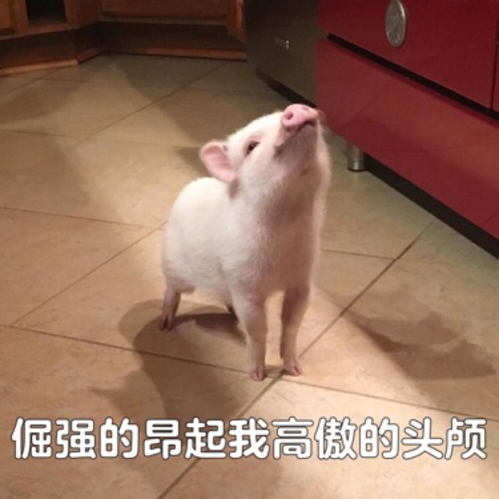 猪表情包