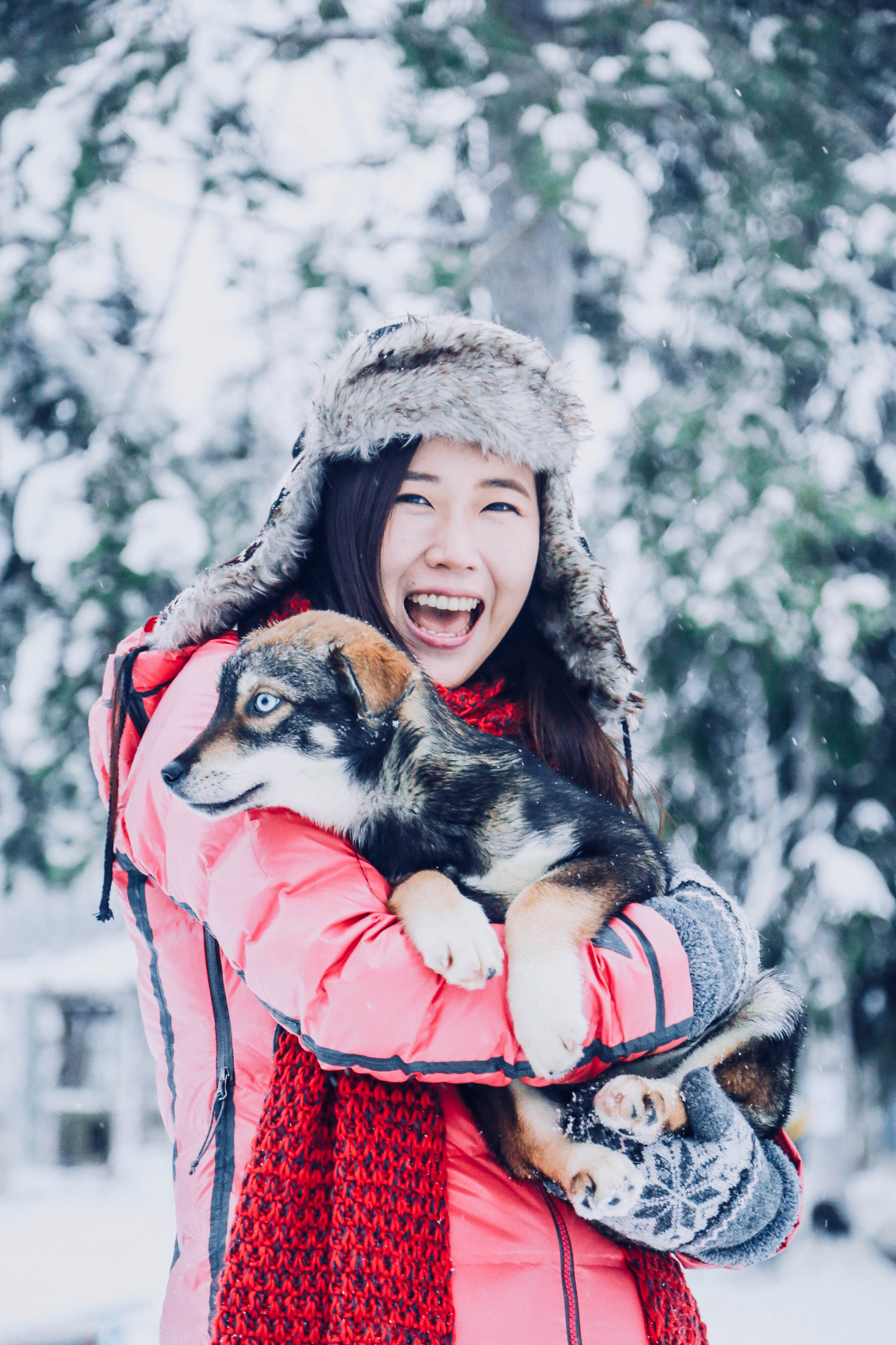 芬兰,雪橇犬