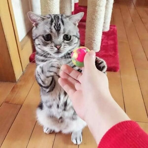 可怜委屈卖萌表情猫