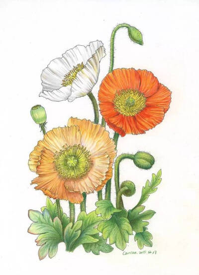 彩铅|画画花,不辜负这春暖花开
