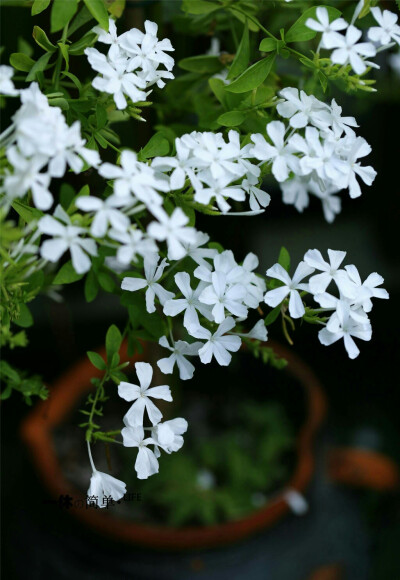 白雪花