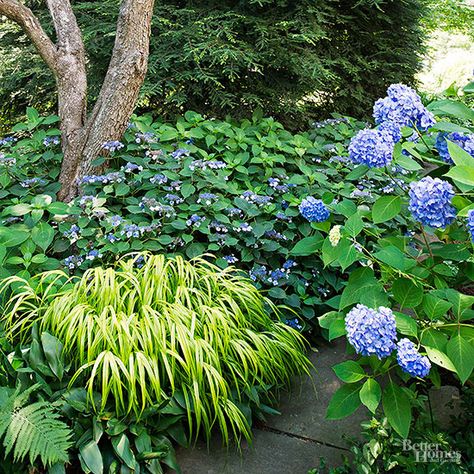 花园植物 日式庭院植物推荐 堆糖 美图壁纸兴趣社区