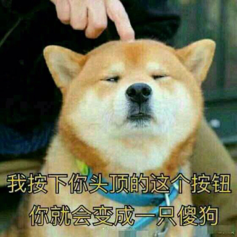 hello 傻狗