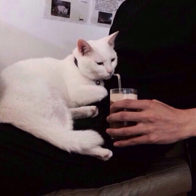 暖男都养猫咪