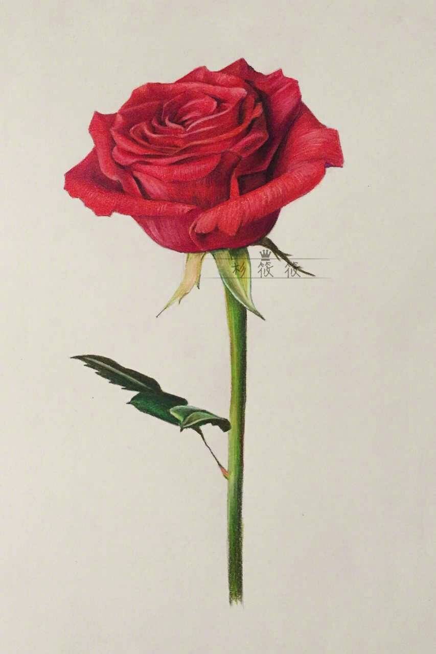彩铅画 玫瑰