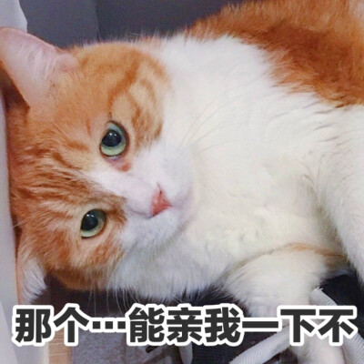 猫咪男朋友表情包