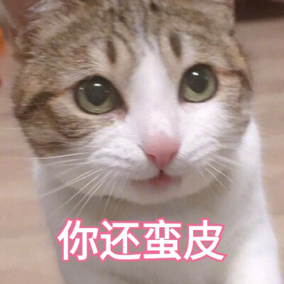 猫咪表情包