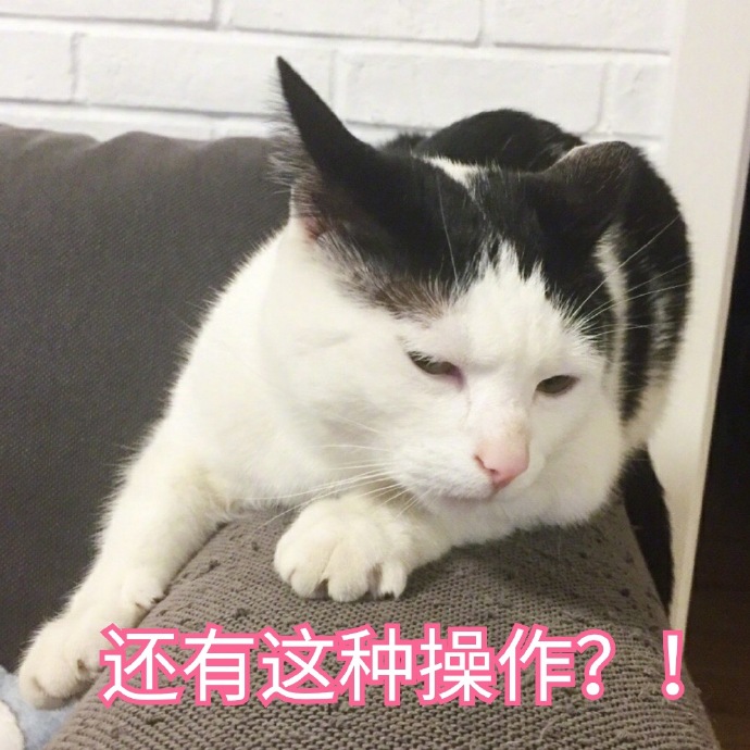 猫咪表情包