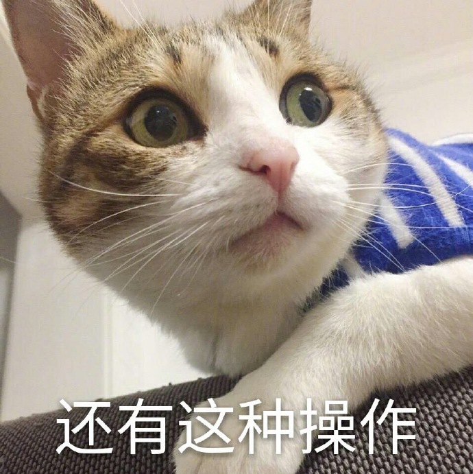 猫咪表情包